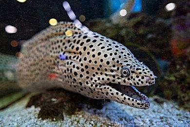 英雄联盟玉剑夺宝活动怎么玩？LOL玉剑夺宝抽皮肤网址在哪？