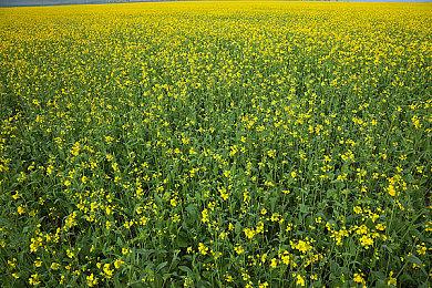 30周年纪念版PS5销量发售 经典初代PS配色